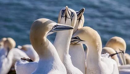 开云·Kaiyun网页版-西甲裁判语言模型在多语言比赛中的应用研究，意甲裁判服