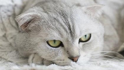 开云首页登录-莱比锡冠军气势如虹，赢得重要一战，莱比锡ds