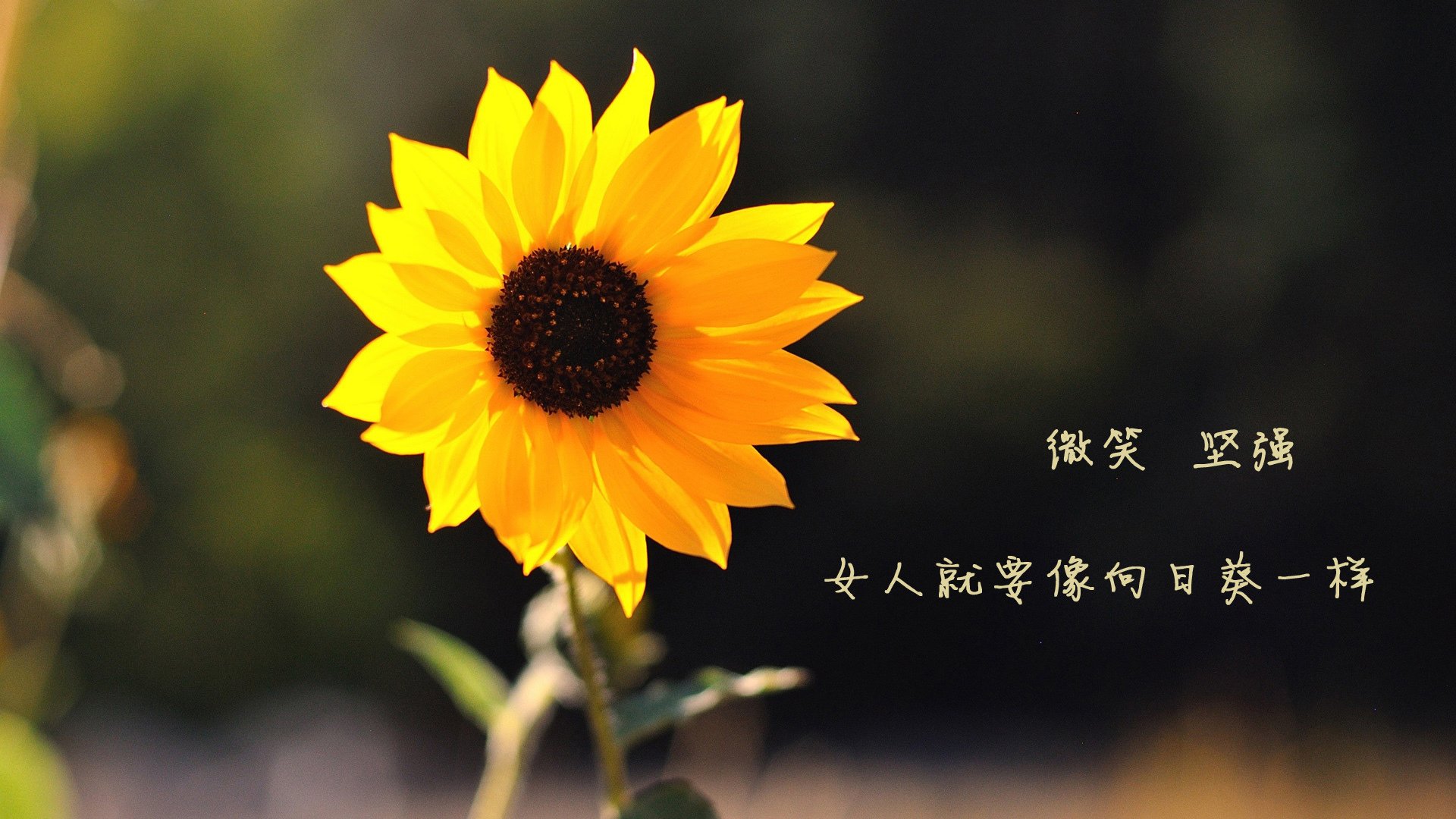 恒大千万不能输，胜利进决赛即宣告实现，恒大赢了几次亚冠