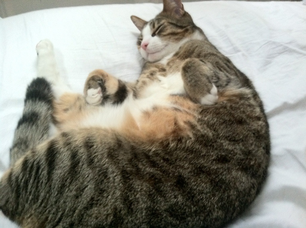 步行者主帅赛后表示对球员拼劲感到满意，步行者新主帅