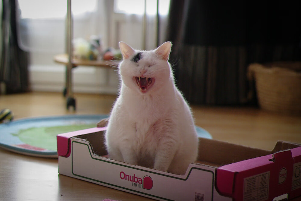 开云官方网页登录-谷爱凌现场指导滑雪初学者动作技巧，滑雪运动员谷爱凌是哪国人原来