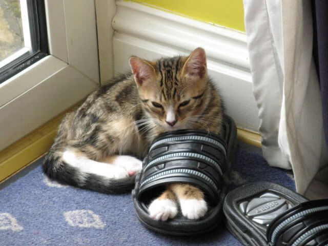 开云体育中国官网-马克·阿特金森的极速反击帮助南非队改变比赛格局，阿特金森是谁