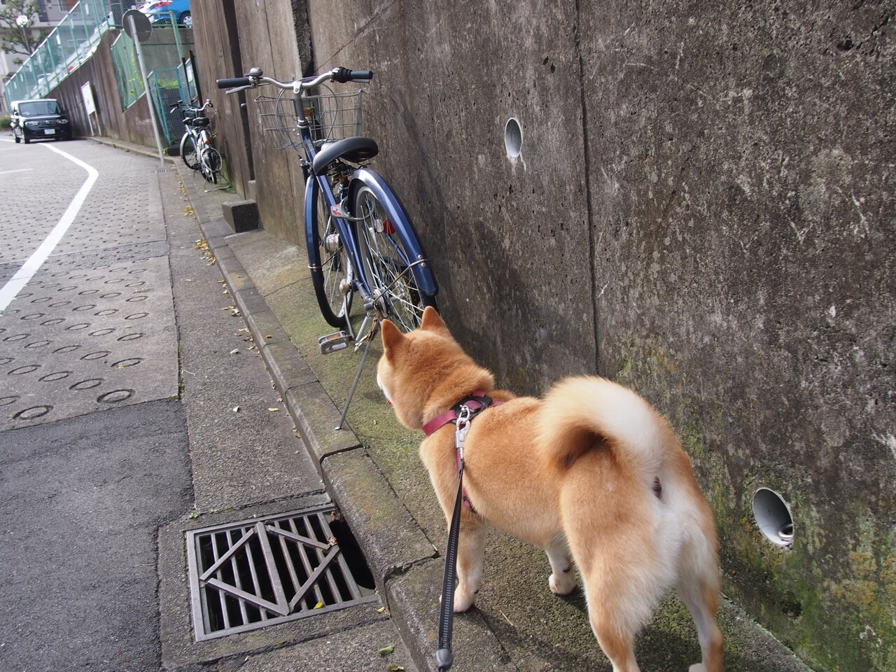 开云下载-黑山男篮在欧洲预赛中奋勇拼搏，期待突破